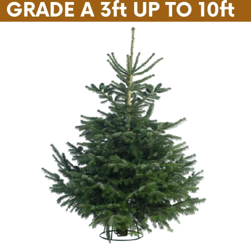GRADE A - Top Quality Non Drop Nordmann Fir 3ft UP TO 10ft