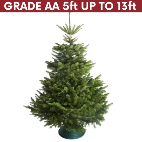 GRADE AA - Premium Non Drop Nordmann Fir 5ft UP TO 13ft
