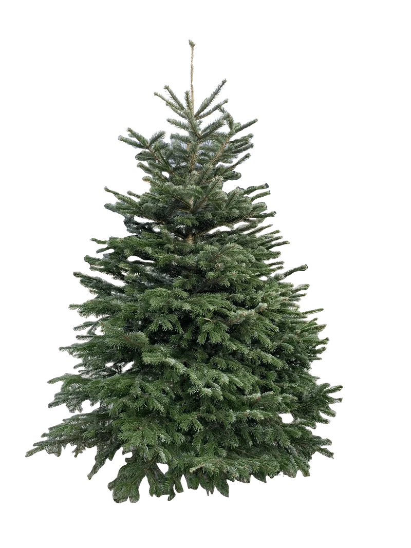 Kerstboom: Nordmann 2,50m tot 3,00m AA-kwaliteit