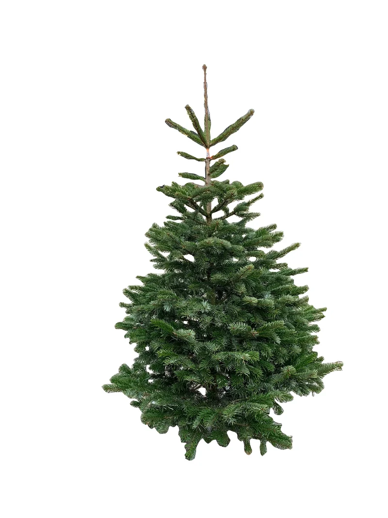 Kerstboom: Nordmann 2,00m tot 2,50m standaard-kwaliteit