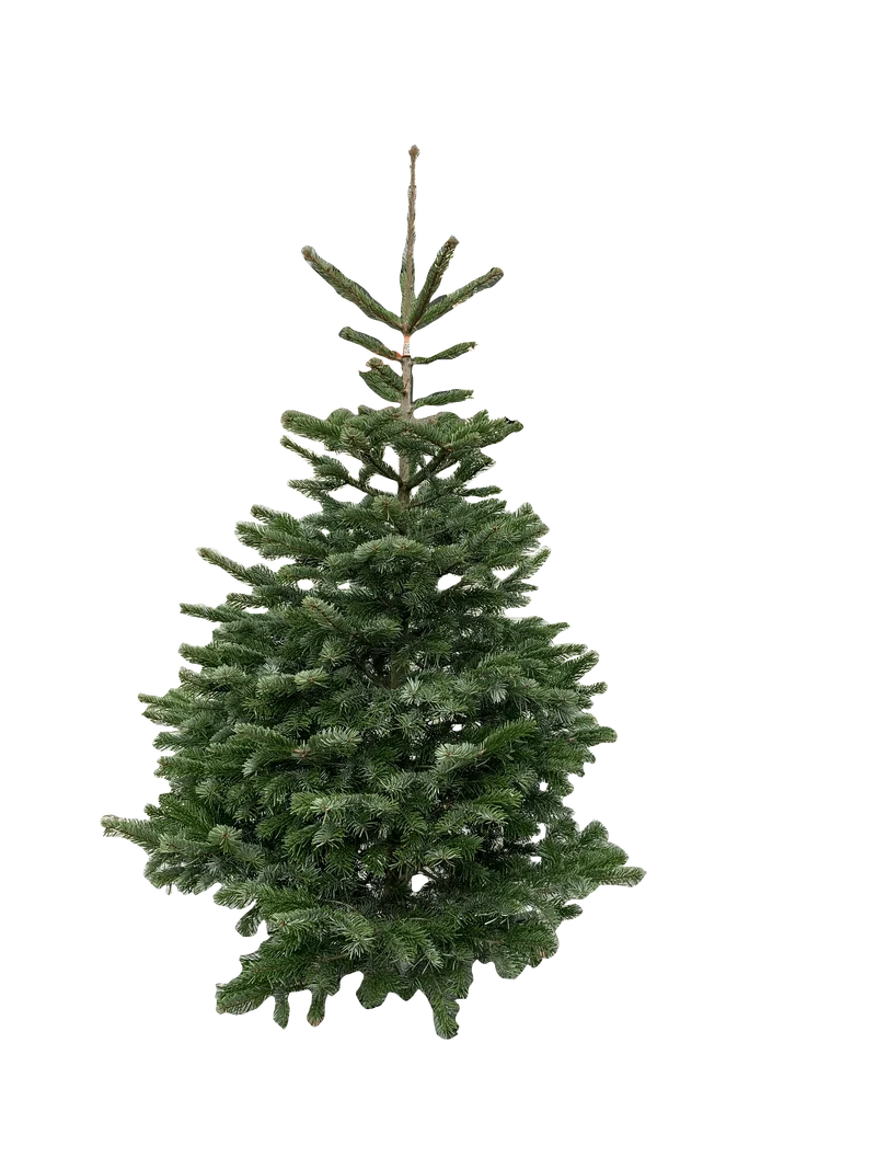 Kerstboom: Nordmann 1,75m tot 2,00m standaard-kwaliteit