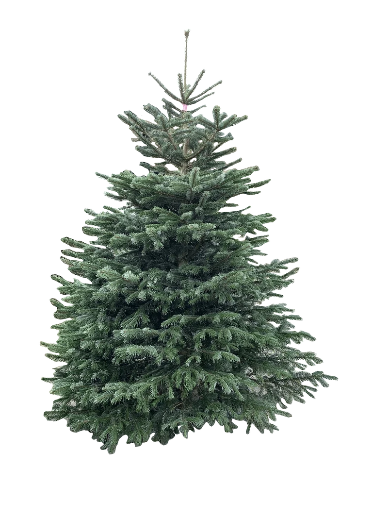 Kerstboom: Nordmann 1,75m tot 2,00m AA-kwaliteit