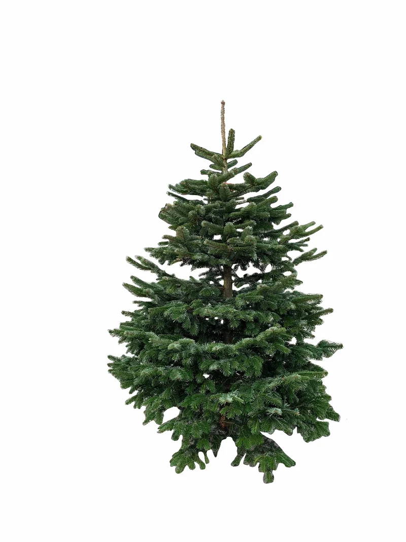 Kerstboom: Nordmann 1,50m tot 1,75m AA-kwaliteit