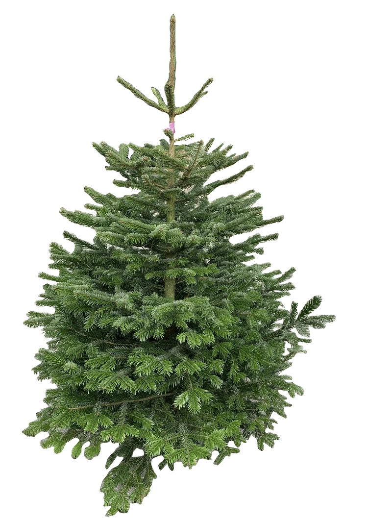 Kerstboom: Nordmann 1,25m tot 1,50m AA-kwaliteit
