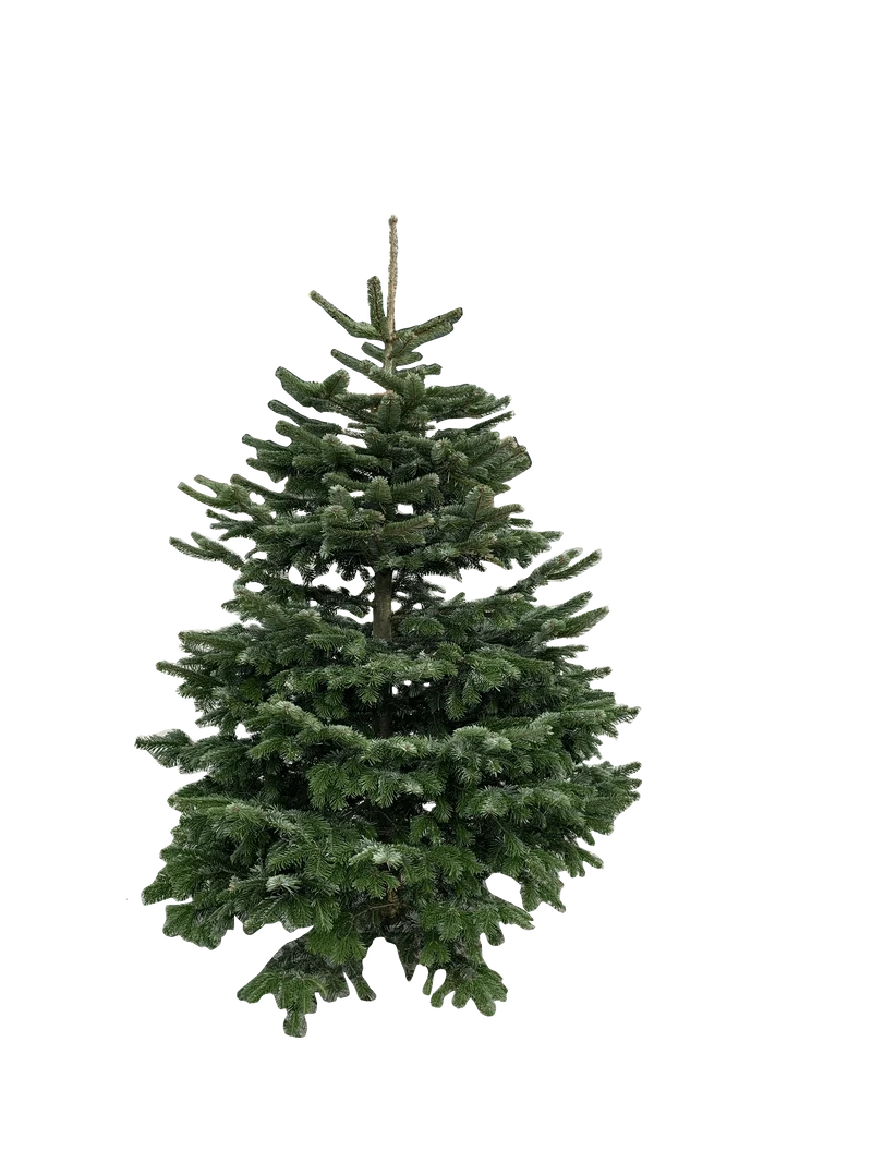 Kerstboom: Nordmann 1,0m tot 1,50m Standaard kwaliteit
