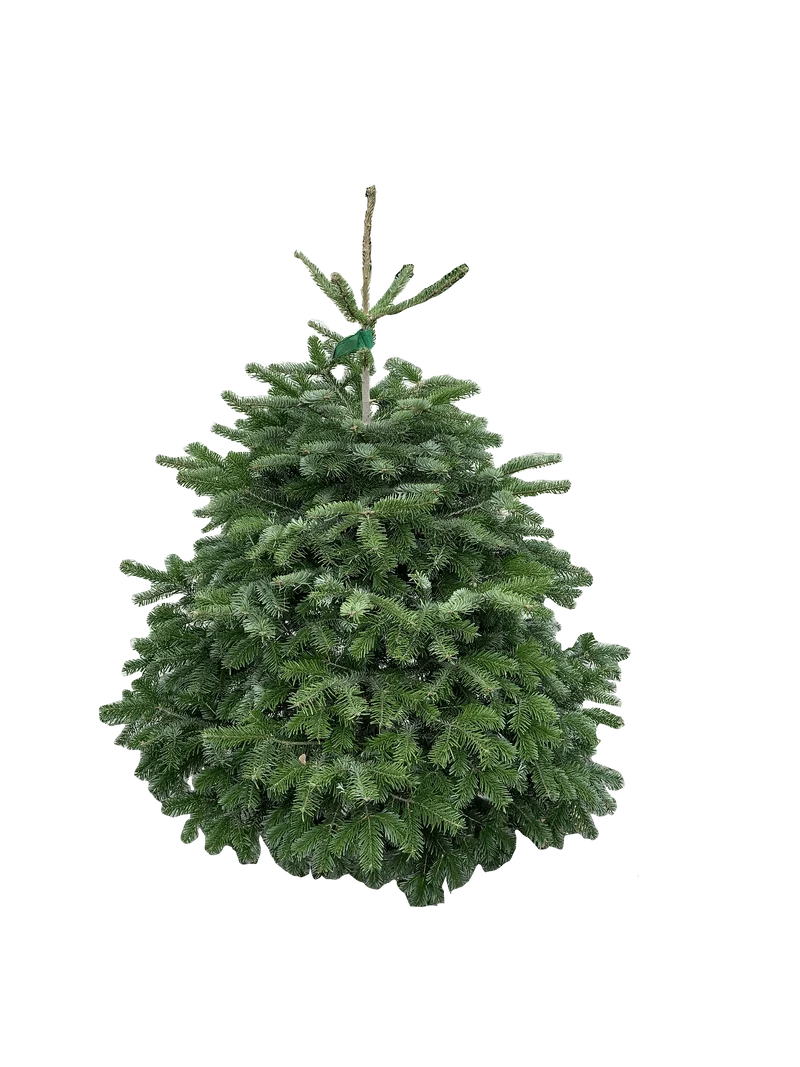 Kerstboom: Nordmann 1,0m tot 1,25m AA-kwaliteit