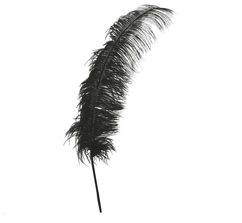 Zwarte Struisvogelveren 50cm 12st